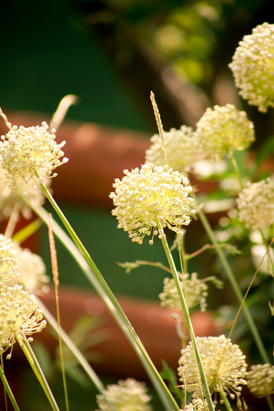 Ail — photo (Wikipédia)