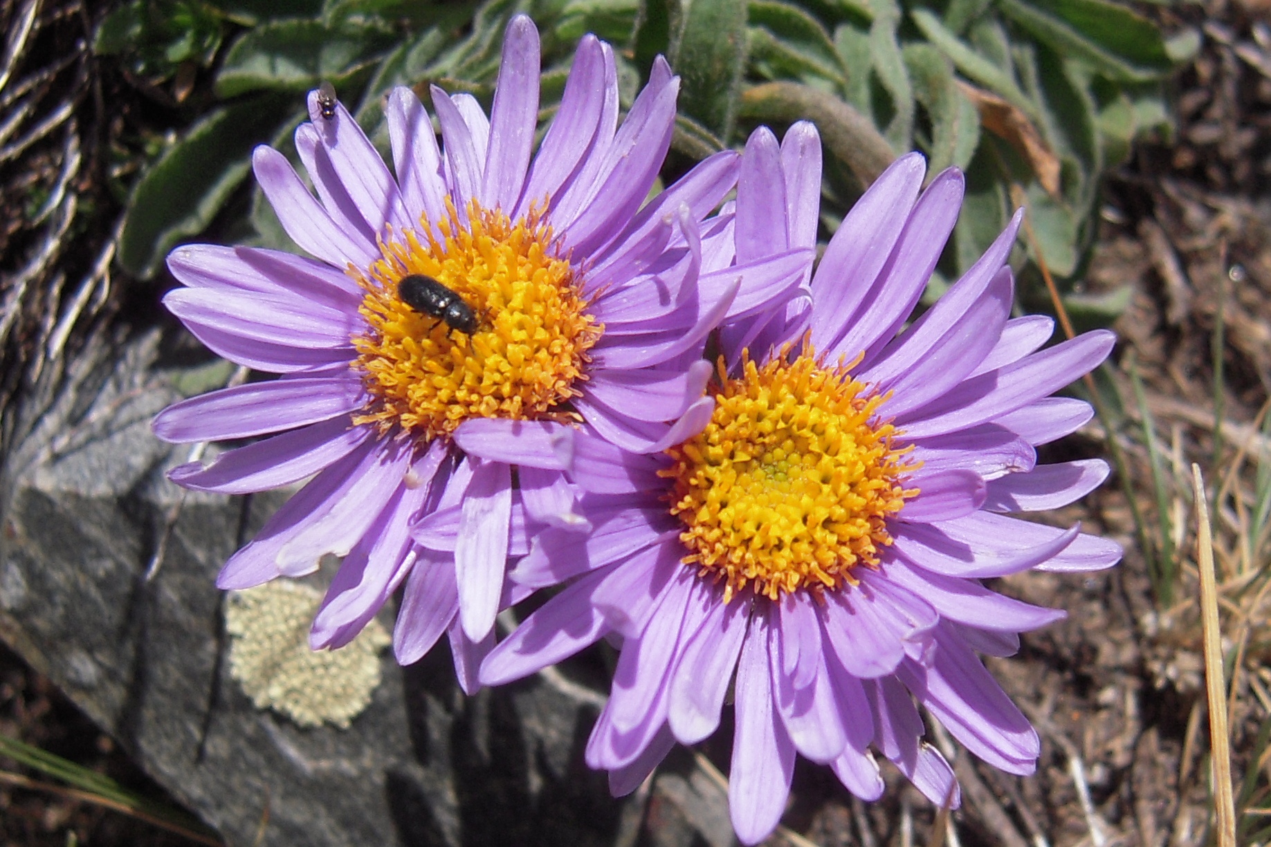 Aster