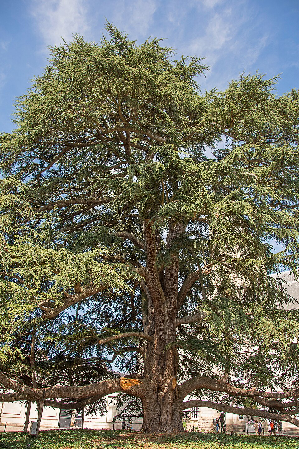 Cèdre du liban