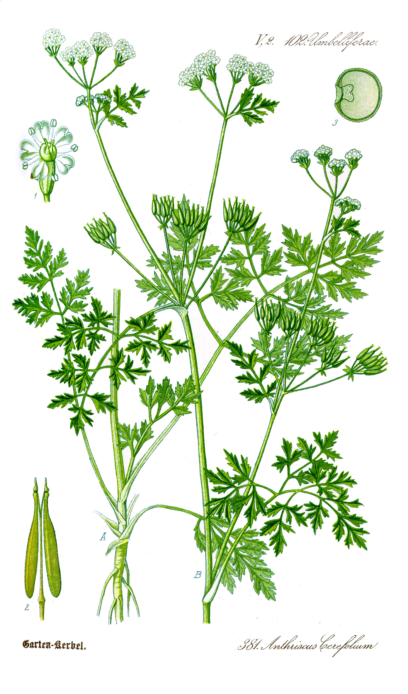 Cerfeuil — photo (Wikipédia)