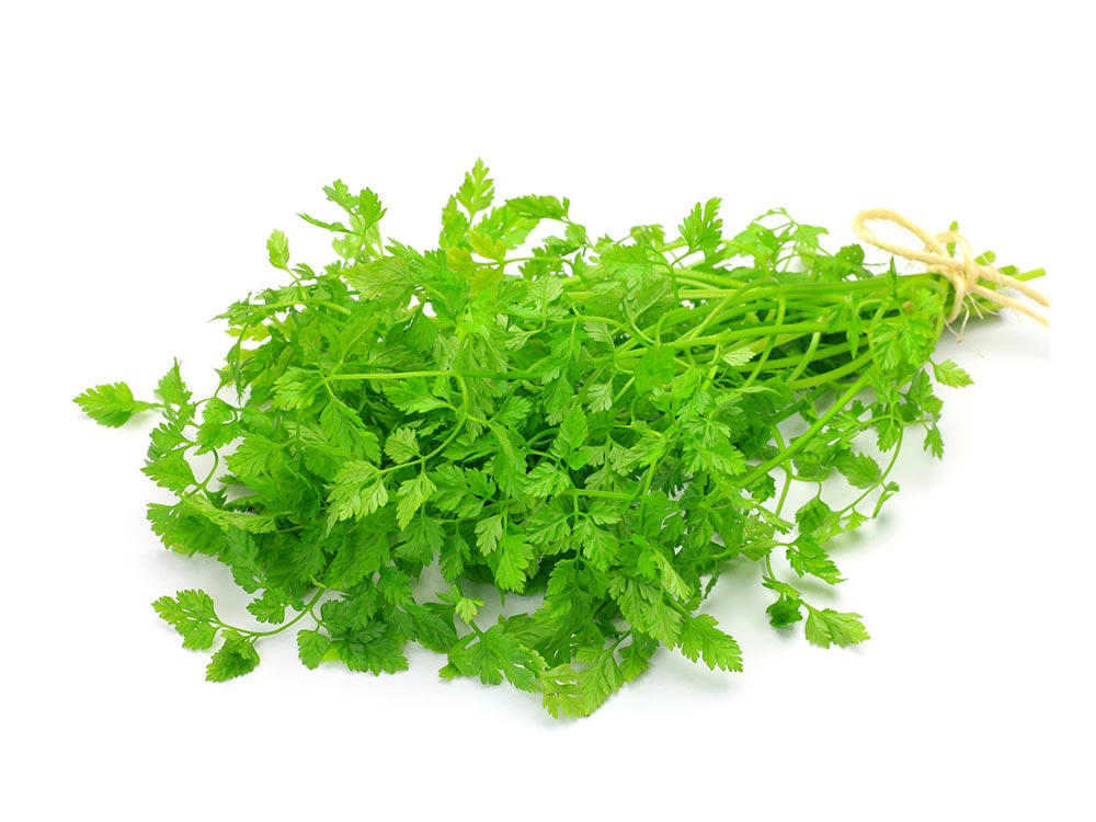 Cerfeuille — photo