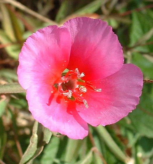 Clarkia — photo (Wikipédia)