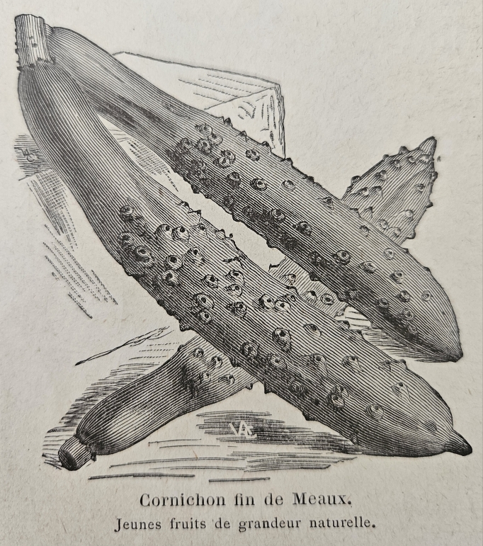 Cornichon — photo (Wikipédia)