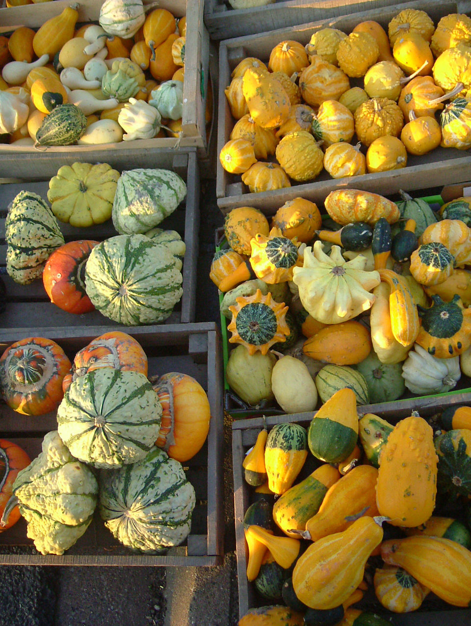 Courge