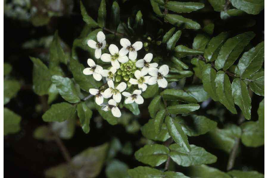 Cresson