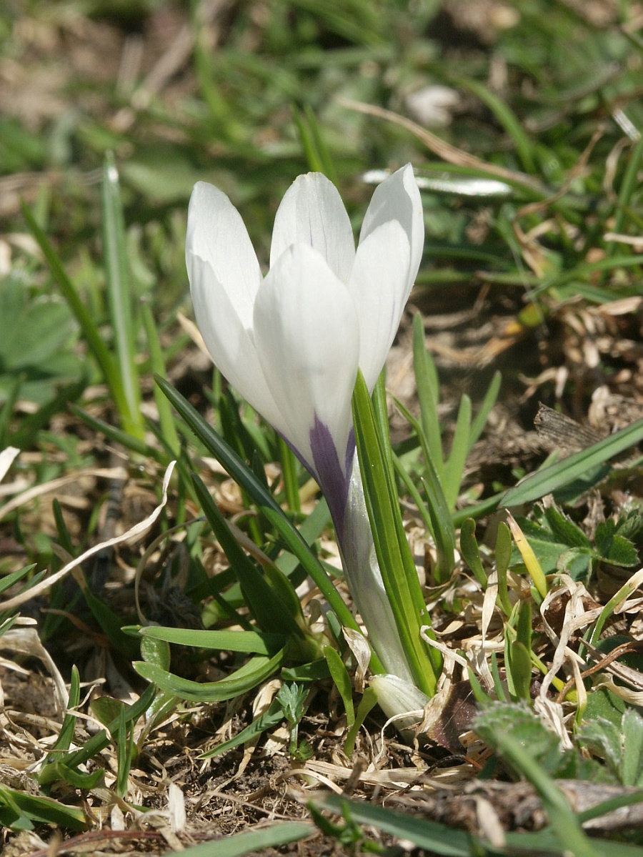Crocus — photo (Wikipédia)