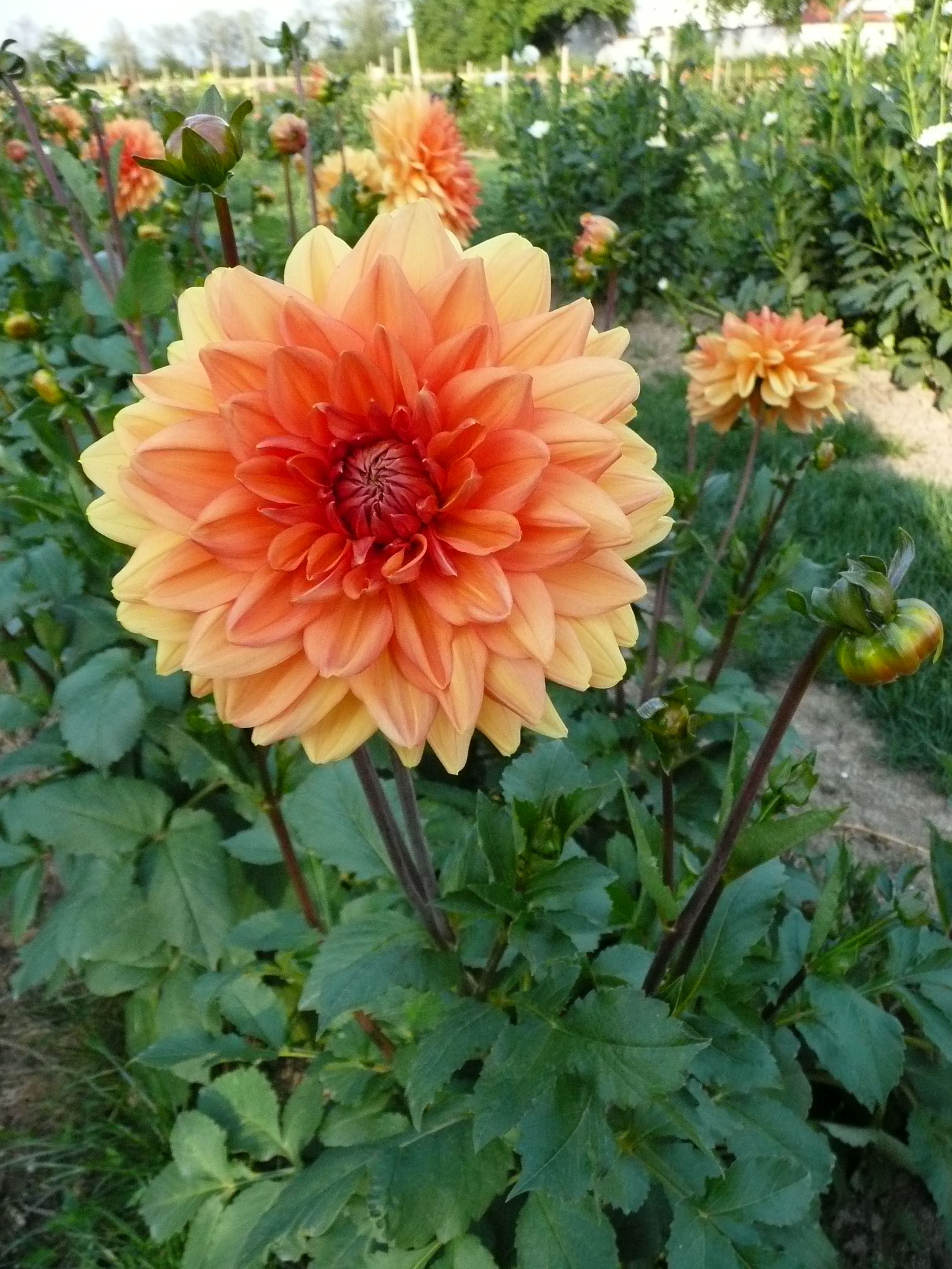 Dahlia — photo (Wikipédia)