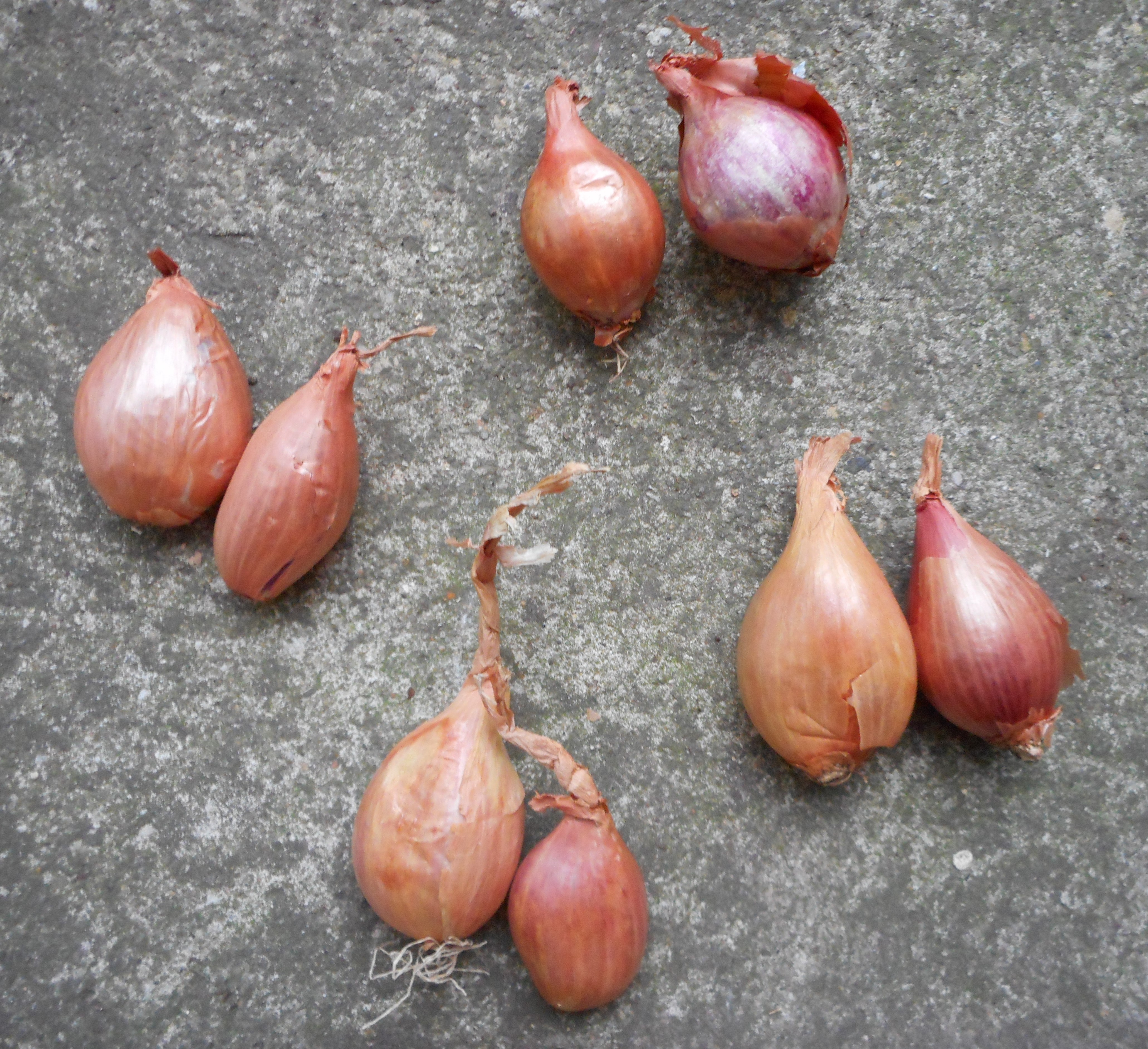 Echalotte — photo (Wikipédia)