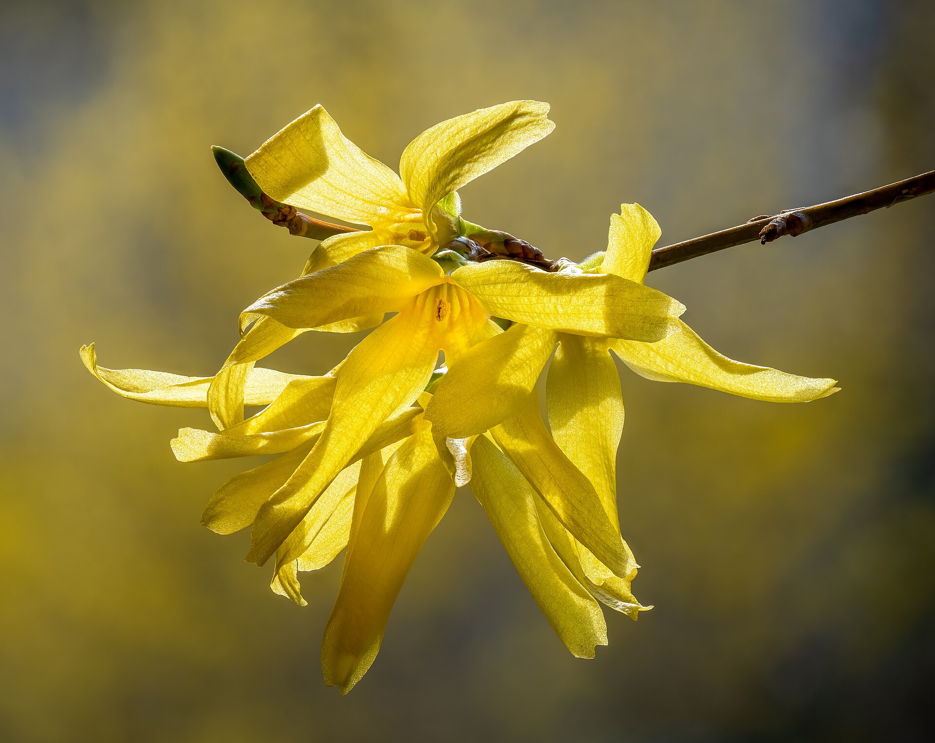 Forsythia