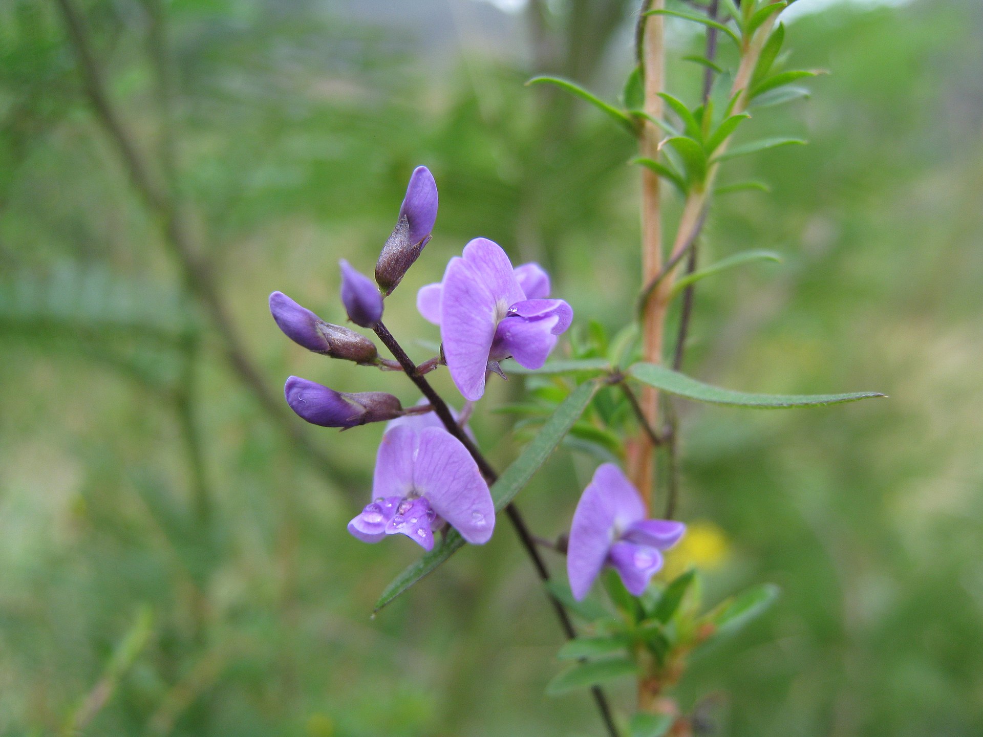 Glycine