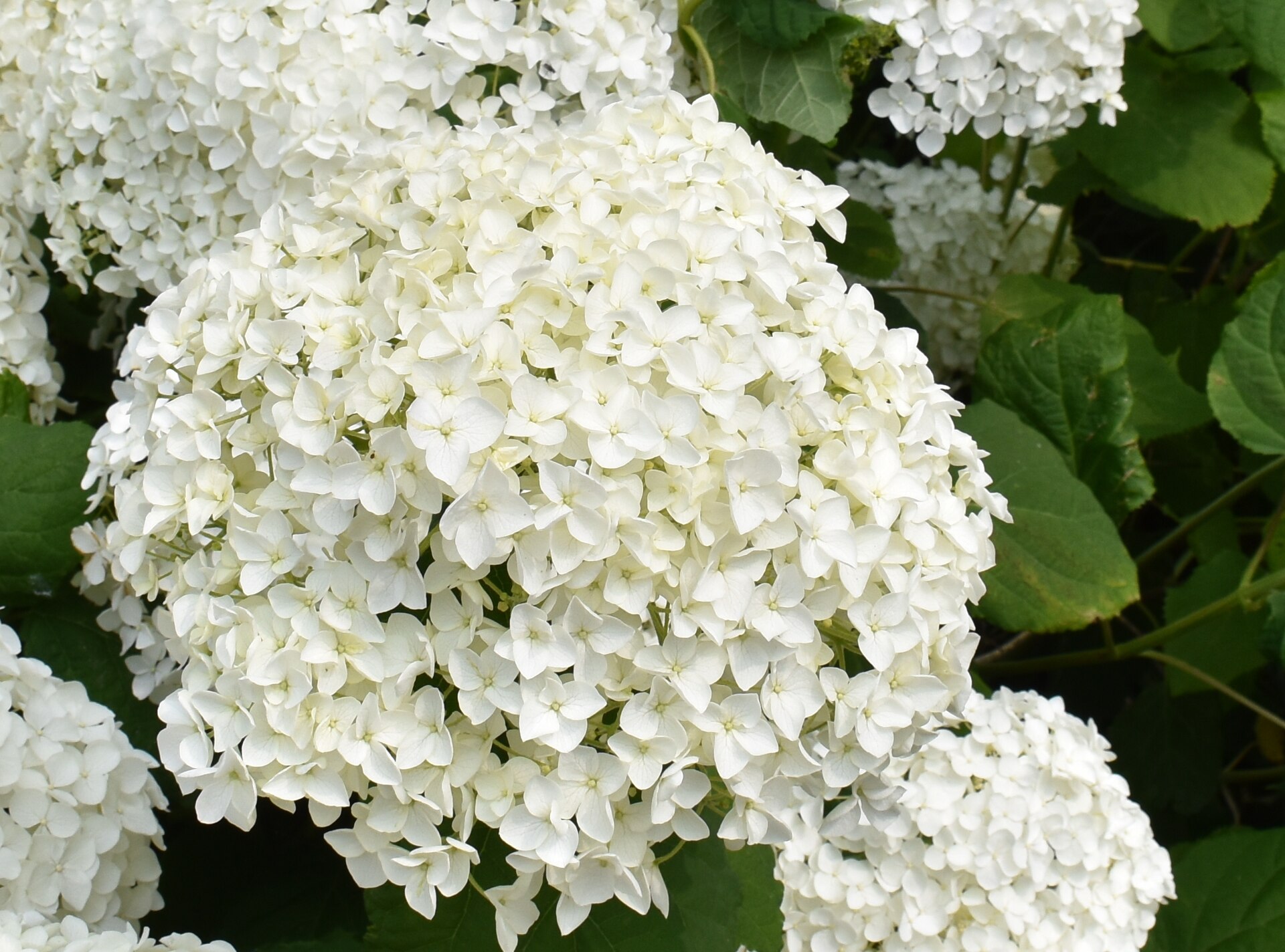 Hortensia