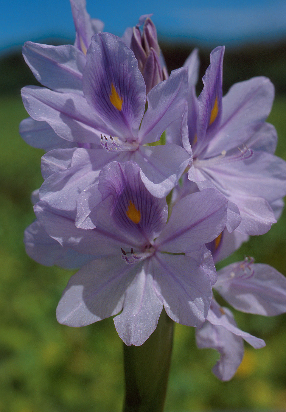 Jacinthe