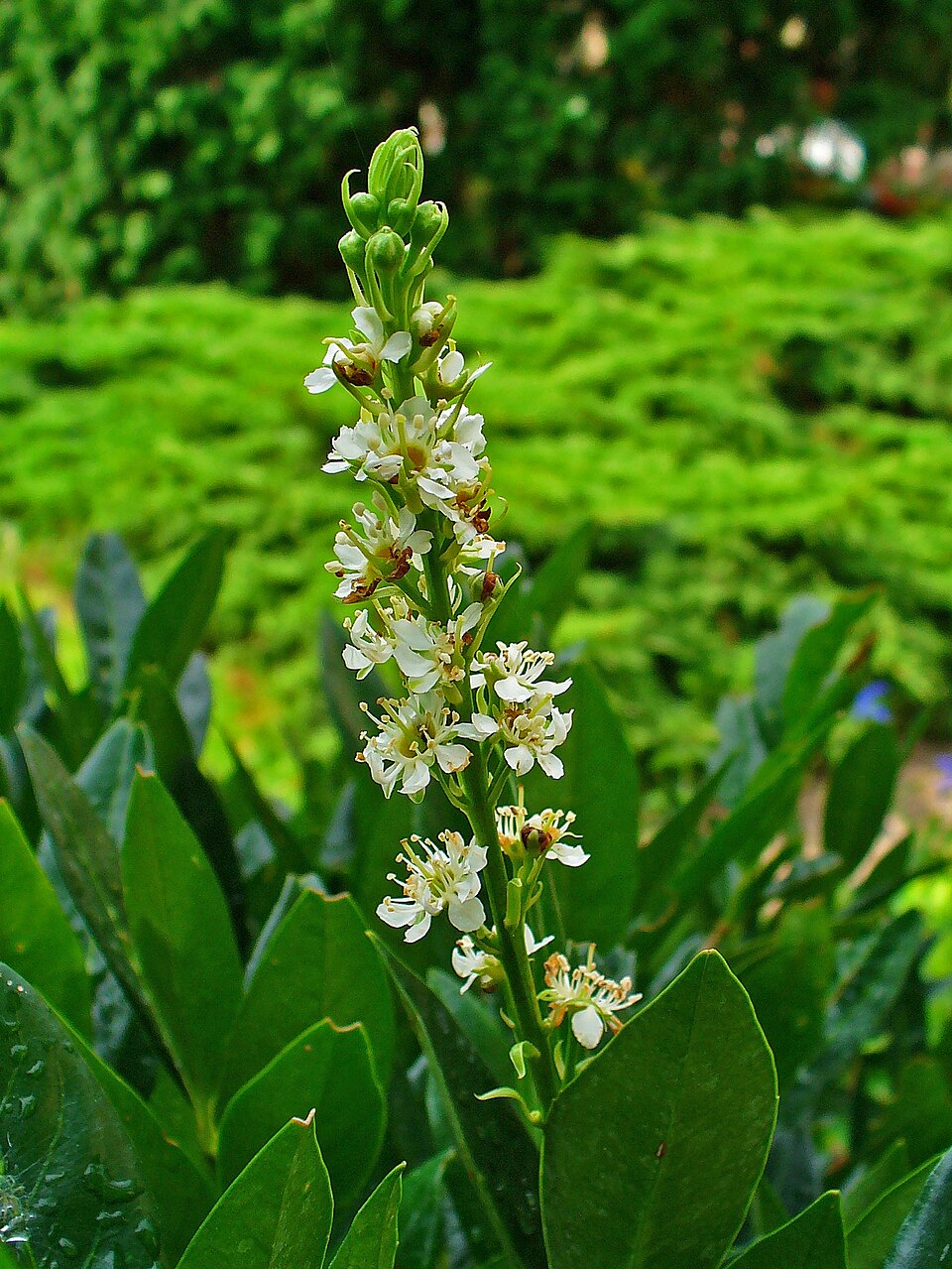Laurier Palme