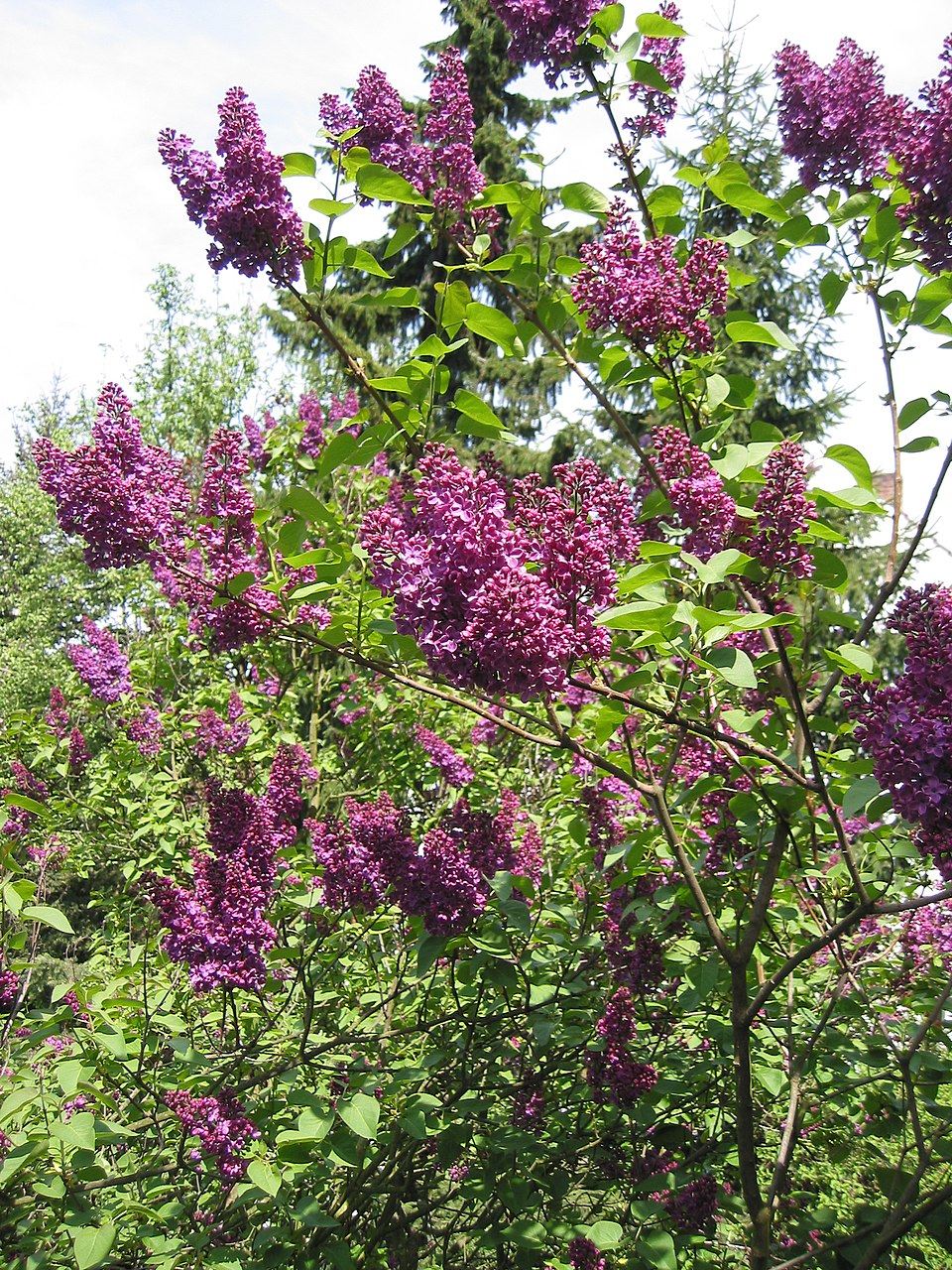 Lilas