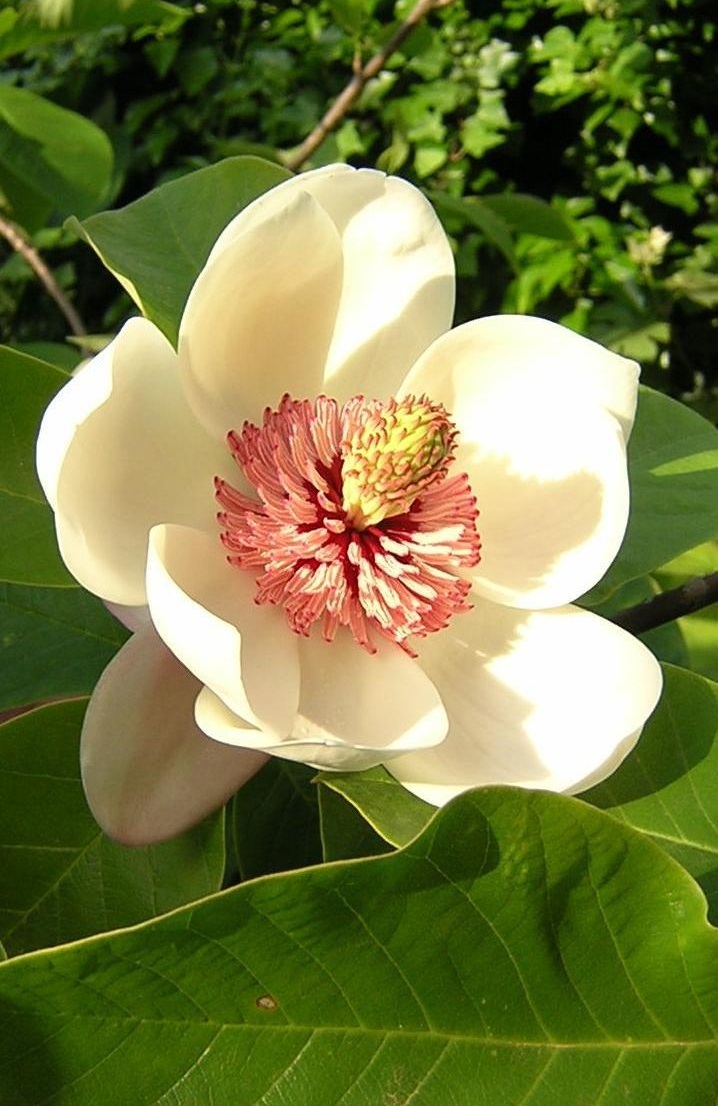 Magnolia — photo (Wikipédia)