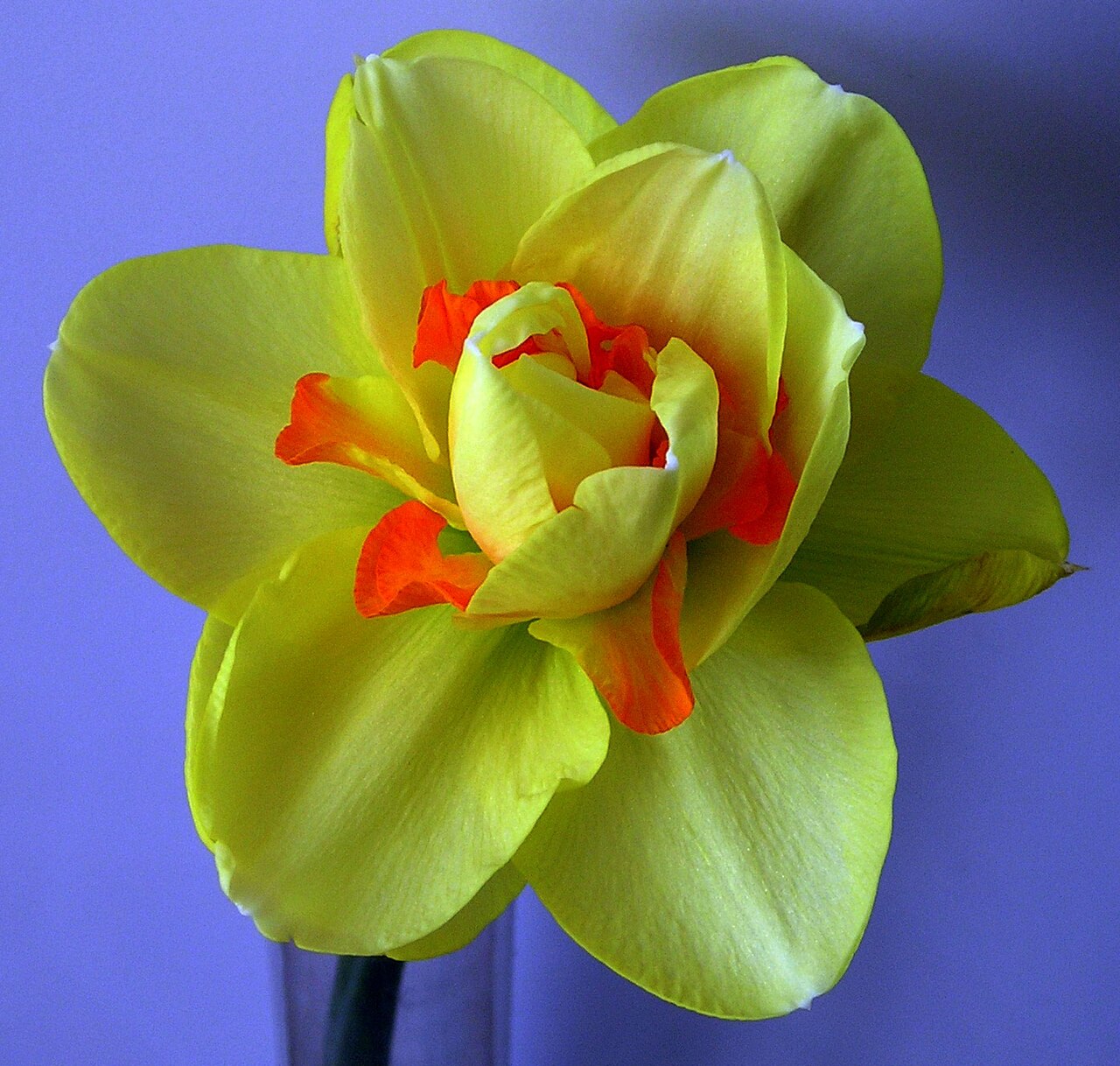 Narcisse