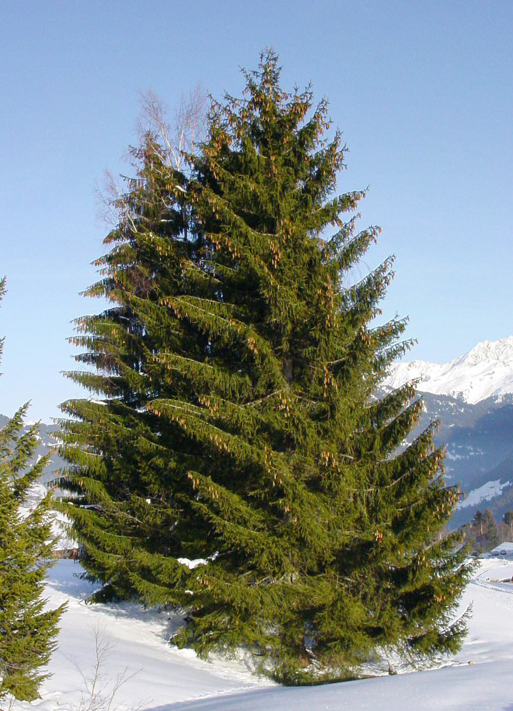 Sapin — photo (Wikipédia)